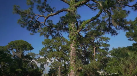Huge Pine Tree Pan Up on Glidecam Video stock 63988552
