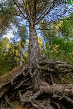 Huge pine tree seen from below with big roots Stock Photos