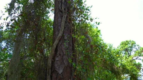Huge pine tree in Southwest Florida! Stock Footage 155210649