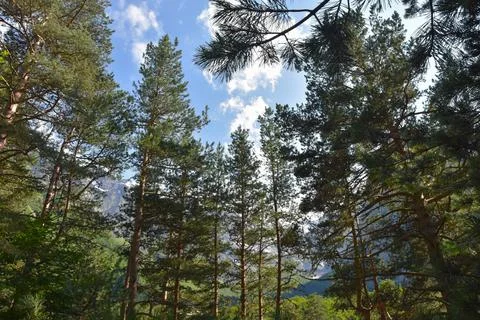 Huge pine trees against a blue blue sky in the Tsey gorge, North Ossetia, Rus Stock Photos
