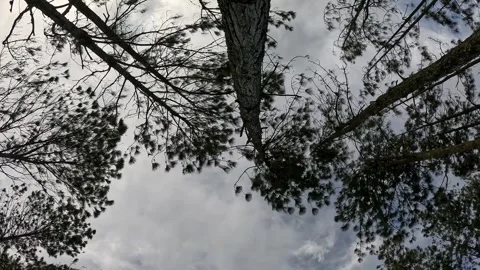 Huge pine trees are moved by the gentle wind with the blue sky in the Stock Footage 344881472