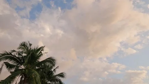 Huge pink clouds and palm tree Stock Footage 331427934