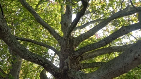 Huge plane tree with green leaf in park Stock Footage 118529754