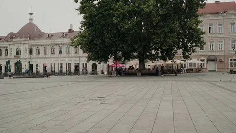 Huge Plane Tree in Trg Slobode, Tuzla, Bosnia Herzegovina, tilt up, Rec709 Stock Footage 93259098
