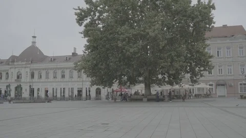 Huge Plane Tree in Trg Slobode, Tuzla, Bosnia Herzegovina, tilt up, Slog2 Stock Footage 93259114