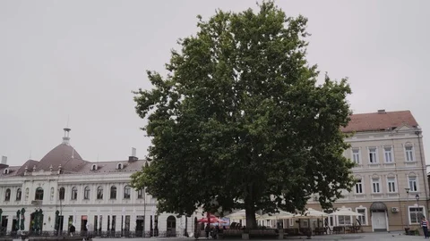 Huge Plane Tree in Trg Slobode, Tuzla, Bosnia Herzegovina, pan left, Rec709 Vídeo Stock 93259148