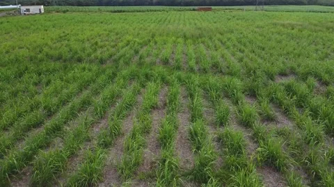 Huge plantation Video stock 147937986