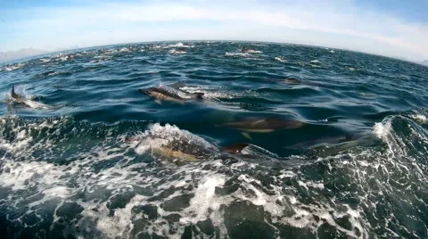 Huge pod of common dolphin jumping and playing in the ocean Stock Footage