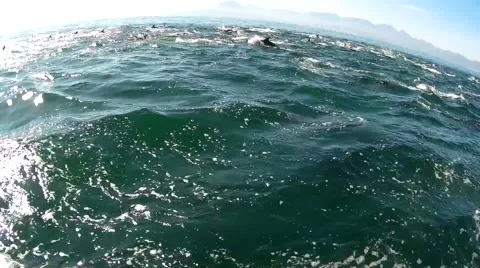 Huge pod of Common Dolphins Stock Footage 62494581
