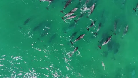 Huge Pod of Dolphins – Top-Down Drone 4K Footage with Zoom, Australia Stock Footage 317485663
