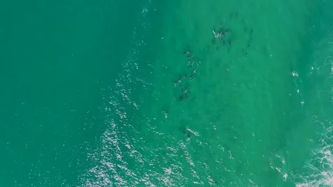 Huge Pod of Dolphins – Top-Down Drone 4K Footage with Zoom, Australia Stock Footage 317485779