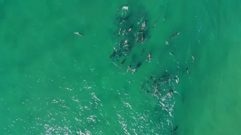 Huge Pod of Dolphins – Top-Down Drone 4K with Zoom, Australia Stock Footage 317485813