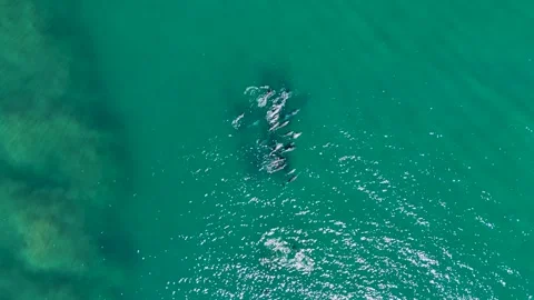 Huge Pod of Dolphins – Top-Down Drone 4K Footage with Zoom, Australia Stock Footage 317485830
