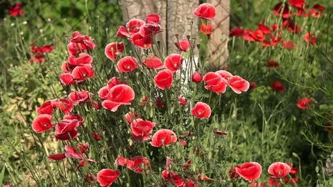 A huge poppy bush. A garden plot and a huge poppy bush. Bees and a huge poppy. Stock Footage 83383433
