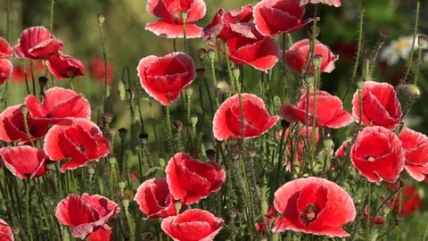 A huge poppy bush. A garden plot and a huge poppy bush. Bees and a huge poppy. Stock Footage 83383440