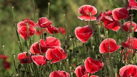 A huge poppy bush. A garden plot and a huge poppy bush. Bees and a huge poppy. Stock Footage 83383445