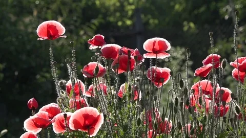 A huge poppy bush. A garden plot and a huge poppy bush. Bees and a huge poppy. Stock Footage 83393125