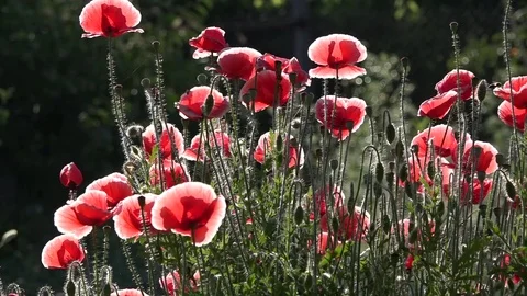 A huge poppy bush. A garden plot and a huge poppy bush. Bees and a huge poppy. Stock Footage 83393127