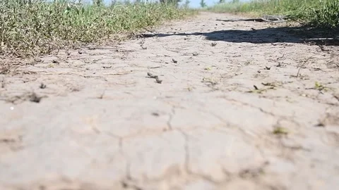 A huge population of small locusts flies across the steppe in search of food Vídeos de archivo 156702701