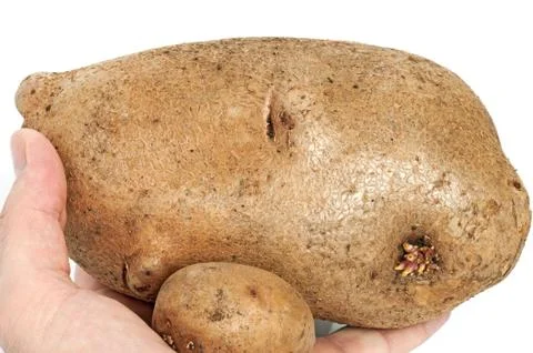Huge potato Stock Photos