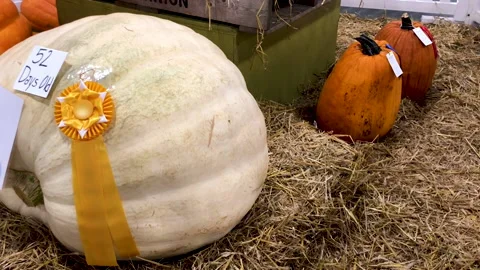 Huge prized pumpkins Stock Footage 210540073