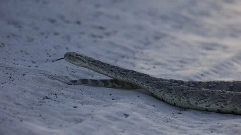 A huge puffadder slithering back into the grass Stock Footage 332589839