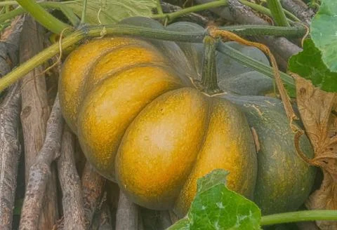 Huge pumpkin Stock Photos