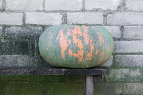 Huge pumpkin placed on the bench Stock Photos
