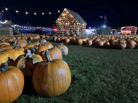 Huge pumpkins on halloween pumpkin patch Stock Photos