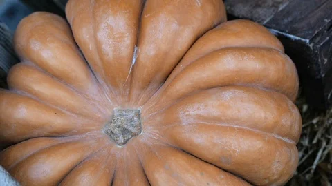 Huge pumpkins lying on a hay Stock Footage 121588625