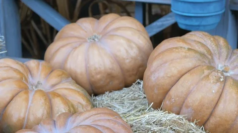 Huge pumpkins lying on a hay Stock Footage 126936352