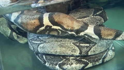 Huge python in aquarium water. Stock Footage 82588183