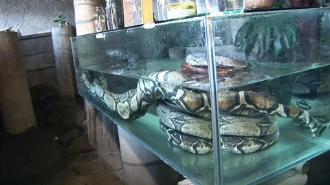 Huge python in aquarium water. Stock Footage 82588195