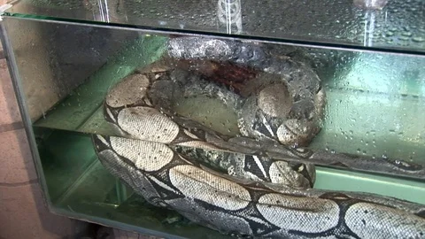 Huge python in aquarium water. Stock Footage 82588224