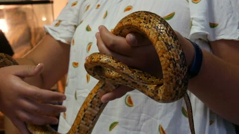 Huge python in the arms of a woman in a petting zoo Stock Footage 142211033