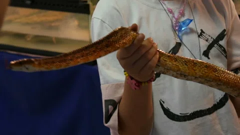Huge python in the arms of a woman in a petting zoo Stock Footage 142211439