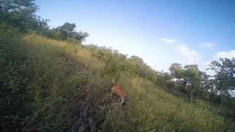 Huge python attacks anti-poaching dog in Swaziland reserve Stockbeeldmateriaal 109259315
