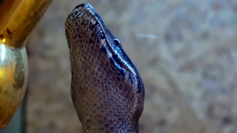 Huge python close up.large exotic snake in the terrarium Stock Footage 137898308