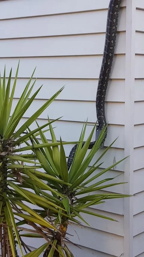 Huge Python Crawls On Garage, Mudgeeraba, Queensland, Australia - 05 Aug 2018 Vidéo 205245260