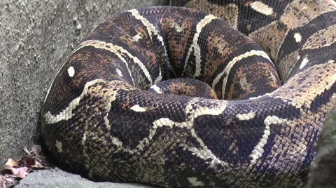 Huge python Stock Footage 34480564