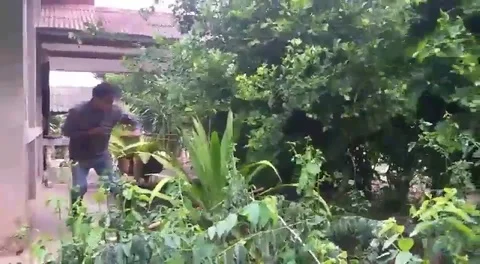 Huge python found wrapped around tree branch 動画素材 106303044