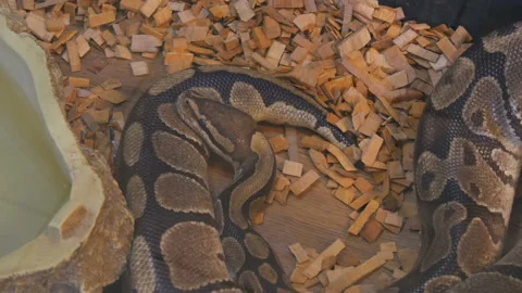 A huge python lies in the aquarium of the petting zoo Stock Footage 142211007