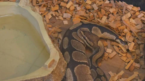A huge python lies in the aquarium of the petting zoo Stock Footage 142212711