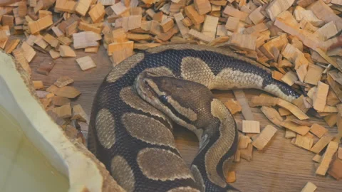 A huge python lies in the aquarium of the petting zoo Stock Footage 142215412