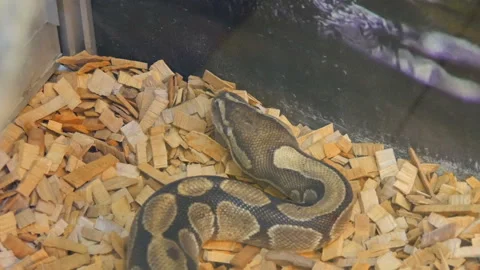 A huge python lies in the aquarium of the petting zoo Stock Footage 142215821