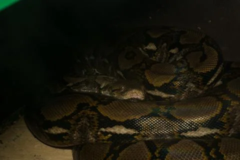 Huge python lies curled up Photos