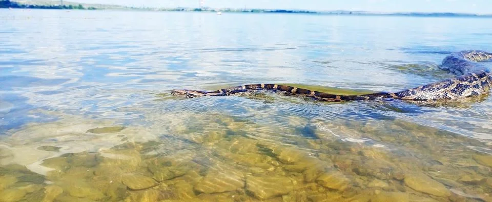 Huge python moves stealthily through sunlit, shallow water revealing a ston.. Stock Photos