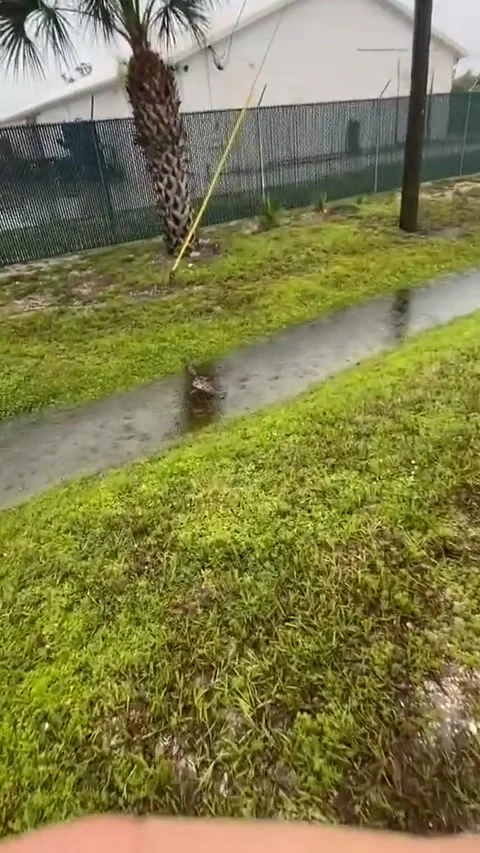 Huge Python Pulled From Water Filled Ditch, Miami, Florida, USA - 14 Sep 2020 動画素材 205143339