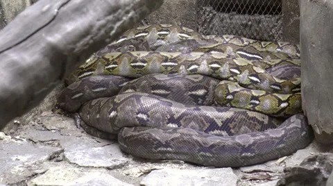 Huge python resting Stock Footage 34540191