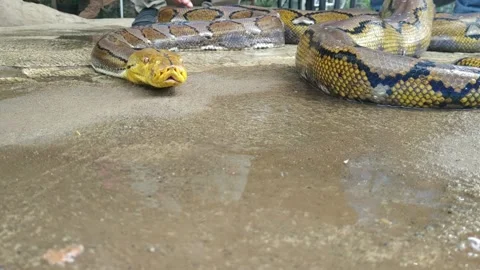 A huge python slithered across the floor, towards the camera, sticking out i 스톡 동영상 146199959